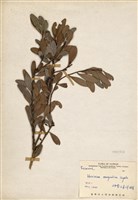 藏品(凹葉越橘)的圖片